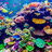 allof fish