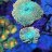 Cady Corals