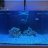 rusya_reef
