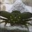 Fluffycrab