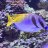 Catawba_Valley_Reef