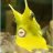 cowfishpro