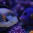coralmonsters.judy