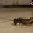 cricket3901