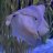 ZC aquatics