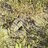 rattlesnake attack