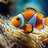 DswReef