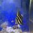 the sailfin tang