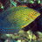 Macropharyngodon