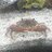 KrustytheCrab