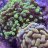 FishingInMyFishtank