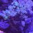 NSReef1134
