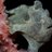 mr frogfish