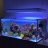 Mason2reef