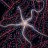 brittlestar