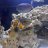 DEE’S reef