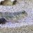 JFish107