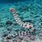 Reefz1