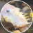 GreenMtFishguy