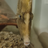 birbio2