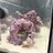 Rich484Corals