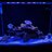 StonedCorals