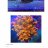1reeflover