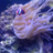 Sea quest