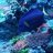 DSC reef