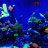 Reefman24
