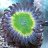 4Dcorals