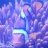 MR_Clownfish