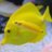 ReefKeeperMark