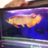 datoneazn