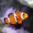 little_ocean_treasures