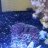 Sealifereef