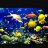 fishboy15