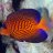 ReefSafe123