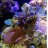 ReefCAKE