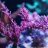 Coral in the reef