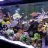 reeftank220master