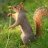 Squirrel_reefer