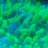 reefingwillly#1