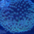 MacroReef