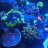 Jam-reef