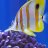 Robbiesreef