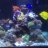 DBR_Reef