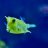 reefnut007