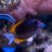 ParadiseReef