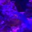 Reef2187